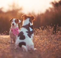 Rosa und Luigi